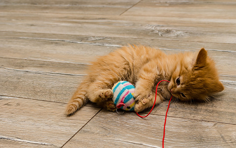 Orange kitten playing with toy.