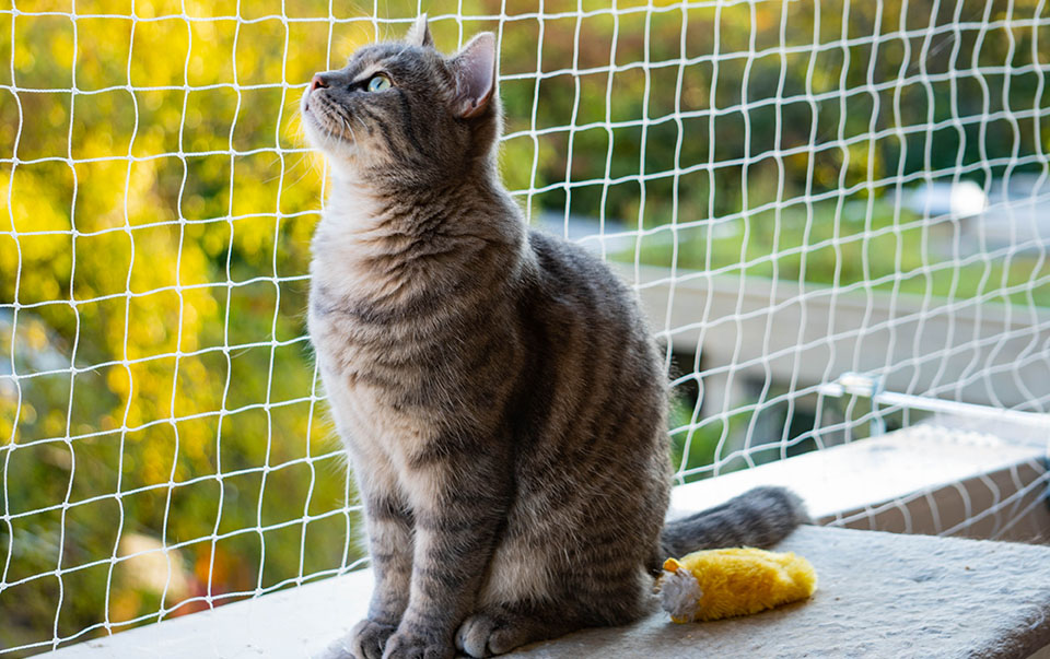 Tabby cat on balcony protected by net.