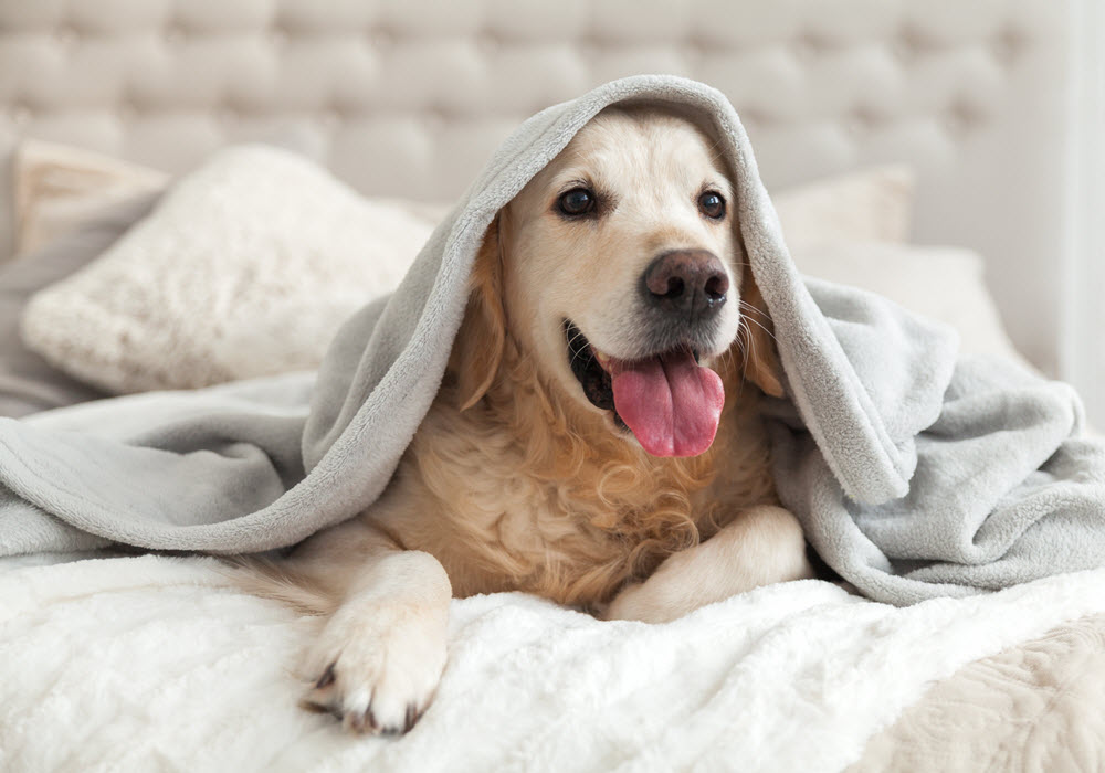 Happy golden retriever lying on a bed under blankets. 