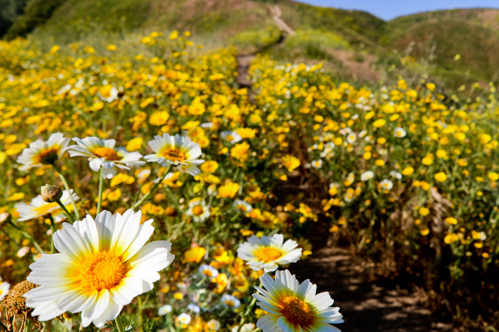 Blooming wildflowers on Arroyo Verde Park hiking trail in Ventura, California