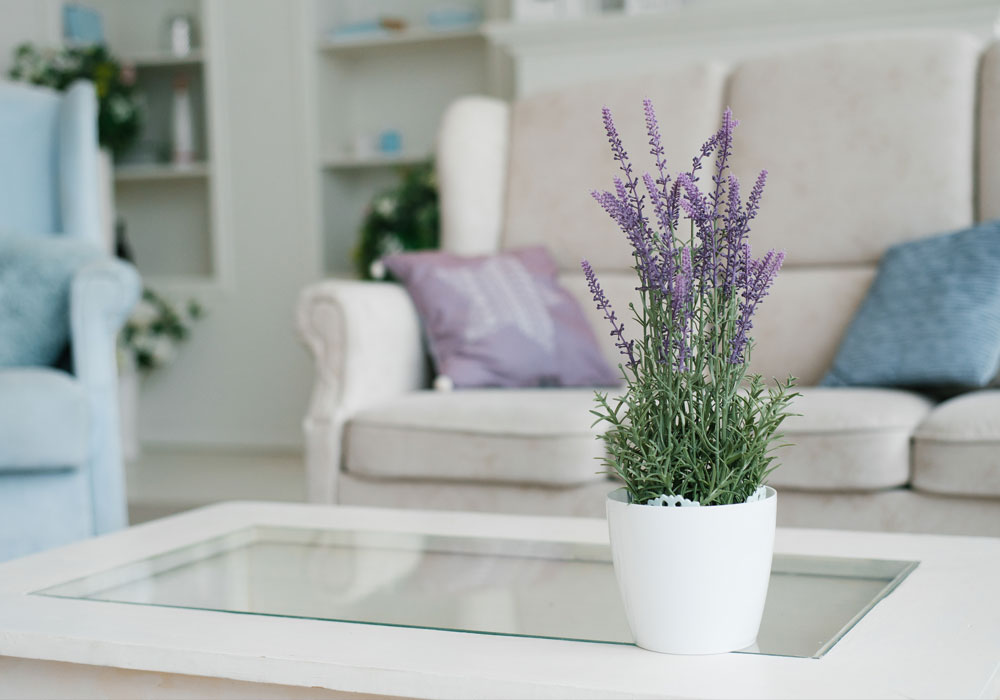 Lavender plant on coffee table in living room