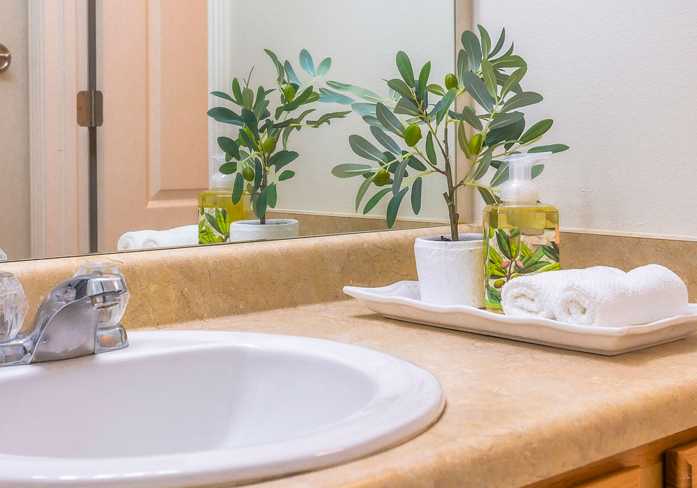 Plant thriving on bathroom sink vanity 