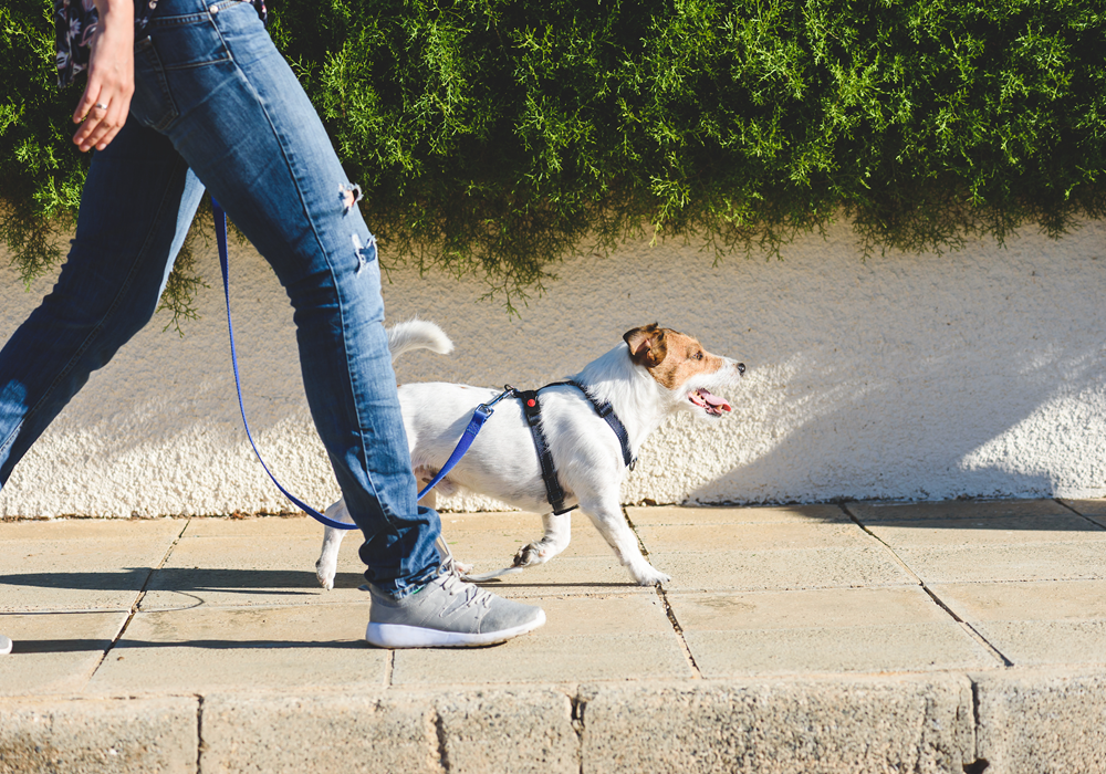 Human walking dog with leash on sidewalk