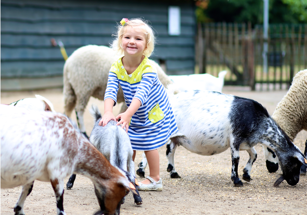 Little girl at a farm surrounded by goats.