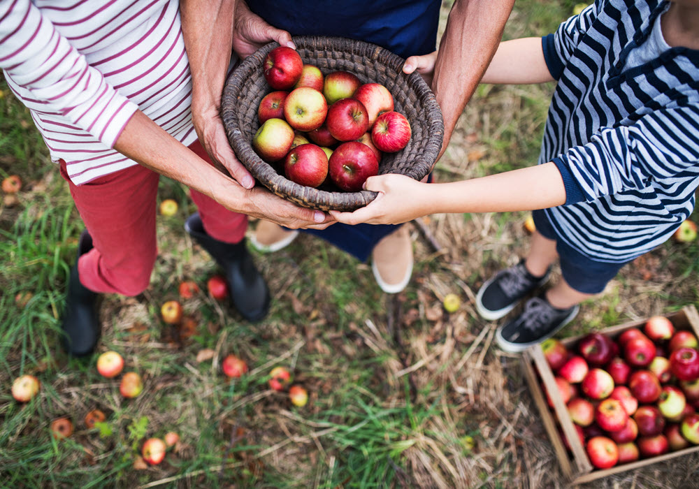 Apple picking in the Pacific Northwest.